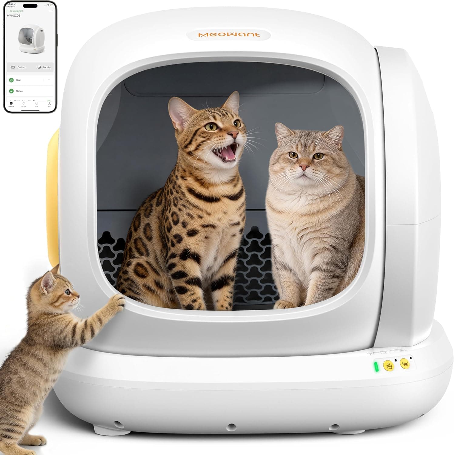 Meowant